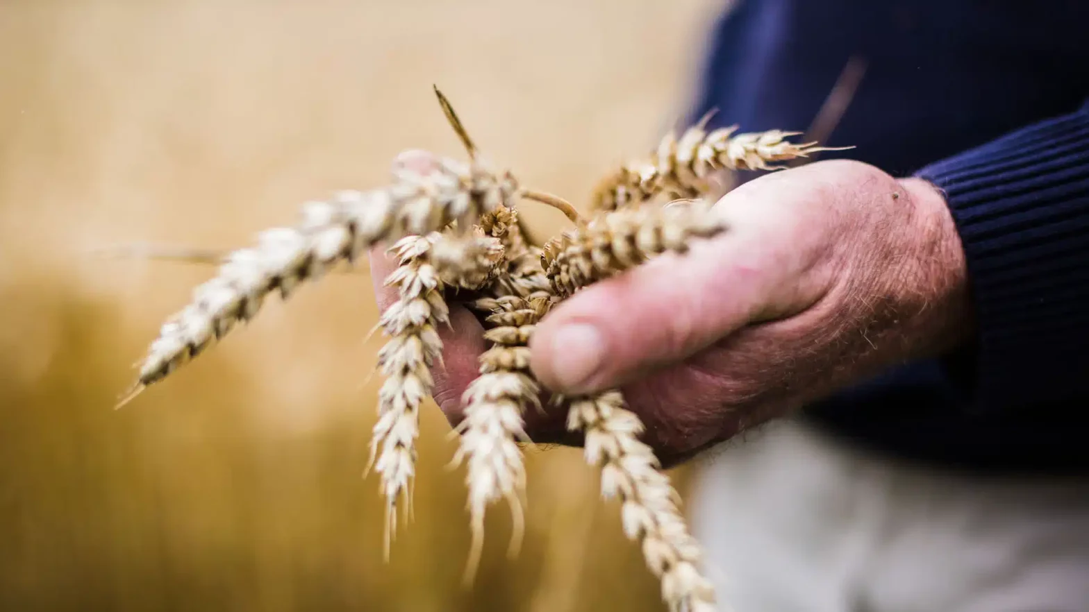 bretagne agriculture
