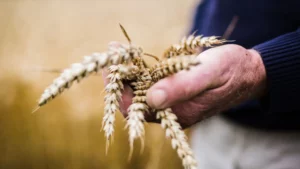 bretagne agriculture